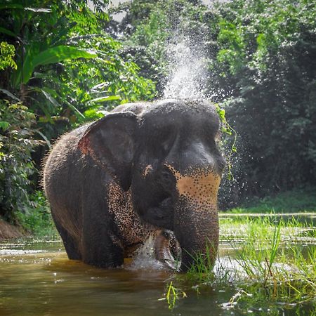 Villa Miracle Rawai المظهر الخارجي الصورة